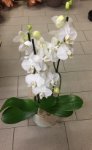 Orchidea phaleonopsis con vaso in ceramica