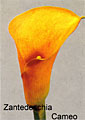 calla