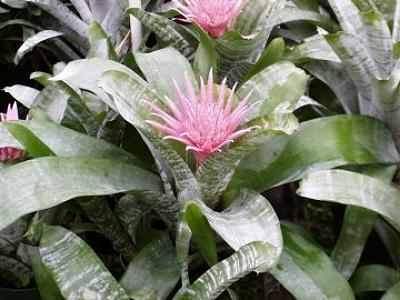 Scheda Bilbergia (Aechmea fasciata)