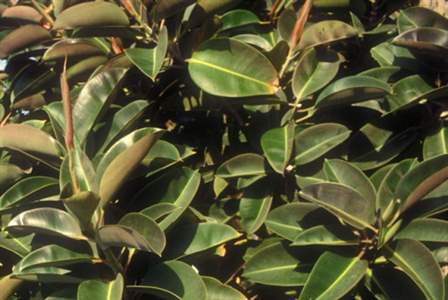 Scheda Ficus (Ficus elastica)