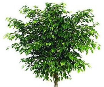 Scheda Ficus beniamino (Ficus benjamina)