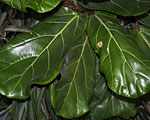Scheda Ficus lirata (Ficus lyrata)
