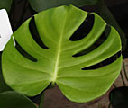 Scheda Filodendro (Philodendron pertusum)