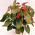 Scheda Anturio (Anthurium)