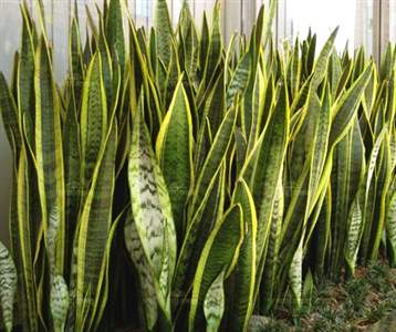 Scheda Sansevieria (Sansevieria trifasciata)