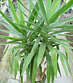 Scheda Yucca (Yucca elephantipes)