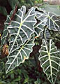 Alocasia