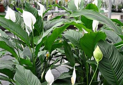 Scheda Spatifillo (Spathiphyllum)