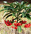 Scheda Ardisia (Ardisia crenata)