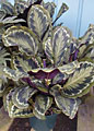 Scheda Calatea (Calathea medallion)