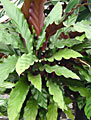 Scheda Calatea (Calathea rufibarba)