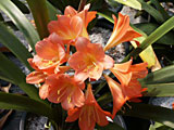 Scheda Clivia (Clivia miniata)