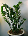 Scheda Zamia (Zamioculcas zamiifolia)