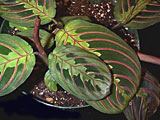 Scheda Maranta (Maranta leuconeura)