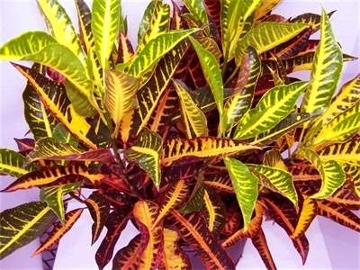 Croton