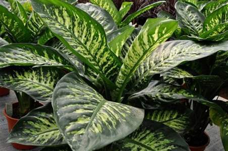 Dieffenbachia