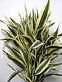 Dracaena