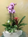 Giardinetto misto con orchidea