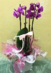 Orchidea phaleonopsis con vaso in vetro