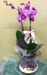 Orchidea phaleonopsis con vaso in vetro