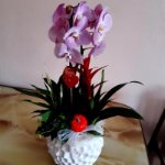 Giardinetto con Orchidea phaleonopsis con vaso in ceramica